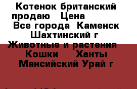 Котенок британский продаю › Цена ­ 3 000 - Все города, Каменск-Шахтинский г. Животные и растения » Кошки   . Ханты-Мансийский,Урай г.